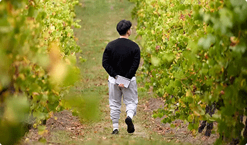 Man walking away from the camera down a line of grape vines at a vinyard.